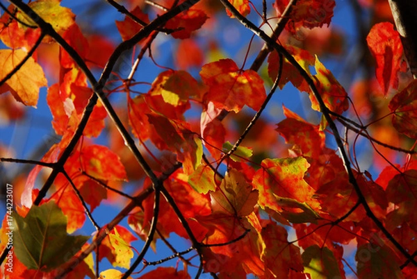 Obraz AUTUMN- Close Up of Beautifully Colorful Maple Leaves Against Blue Sky