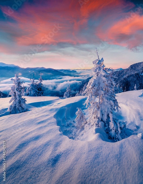 Fototapeta Dramatic winter sunrise in Carpathian mountains with snow covered fir trees