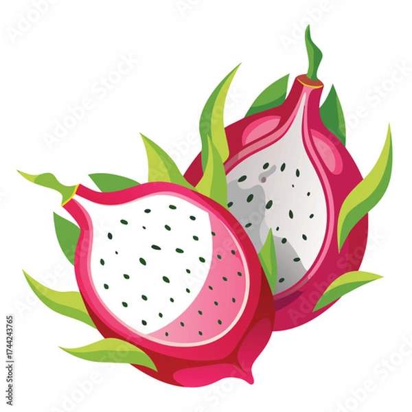 Fototapeta dragon fruit vector illustration