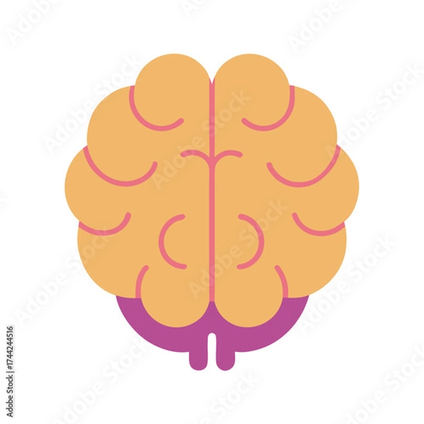 Fototapeta human brain anatomy