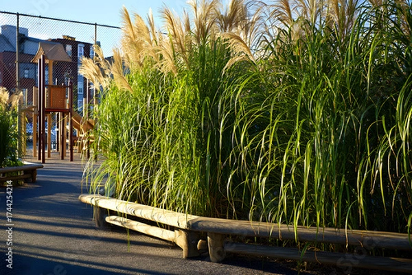 Fototapeta Tall fluffy pampas grass, ornamental Cortaderia species, landscaping and decorative use of pampas plants