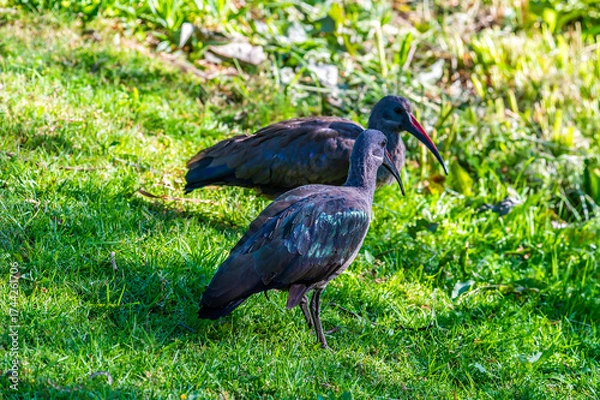 Fototapeta A view of an hadeda ibis approaching another bird in a park in Johannesburg, South Africa in Springtime