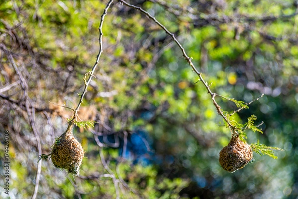 Fototapeta A view towards Weaver bird nests in a park in Johannesburg, South Africa in Springtime