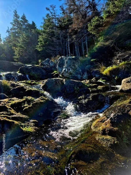 Obraz waterfall in the forest