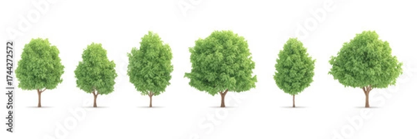 Fototapeta Vector set of realistic isolated trees on the white background.