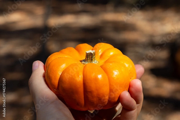 Fototapeta Holding a Vibrant Orange Pumpkin in a Hand During a Sunny Autumn Day in a Rustic Outdoor Setting