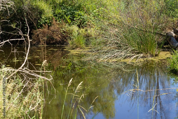Fototapeta Calm Pond With Lush Greenery and Reflections Near a Natural Habitat in Bright Daylight