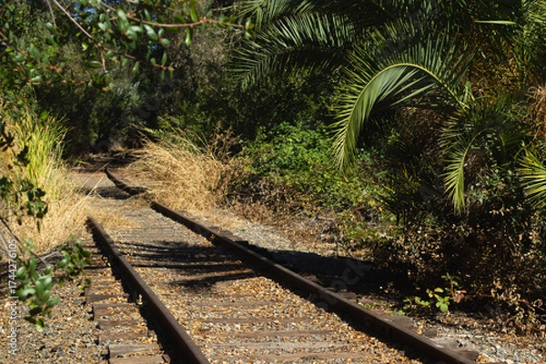 Fototapeta Overgrown Railway Tracks in a Lush Forest Setting During a Sunny Afternoon