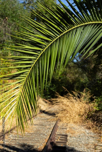 Fototapeta Green Palm Frond Frames an Abandoned Railway Track Surrounded by Overgrown Grass on a Sunny Day
