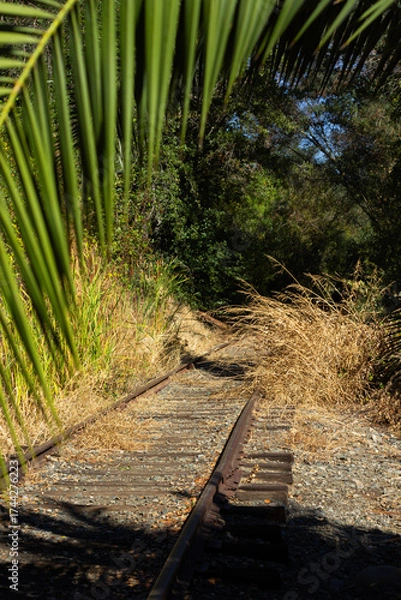 Fototapeta Abandoned Railway Tracks Surrounded by Tall Grass and Palm Leaves in a Sunny Forest Scene