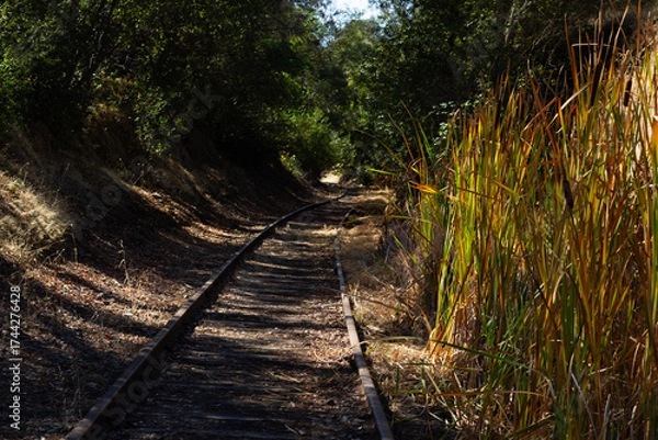 Fototapeta Scenic View of Abandoned Railway Tracks Surrounded by Lush Vegetation on a Sunny Day