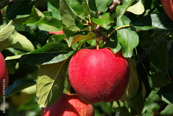 Fototapeta Apfel am Baum - apple on tree 34