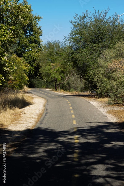 Fototapeta Scenic Winding Road Surrounded by Trees on a Sunny Day in a Natural Park