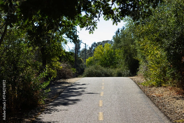 Fototapeta Serene Path Through Trees Under Bright Blue Sky on a Sunny Afternoon