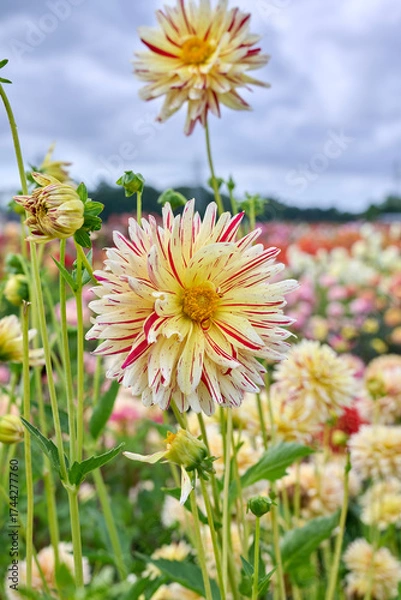 Fototapeta dahlia Creme Silence, cream with red stripes and a yellow heart