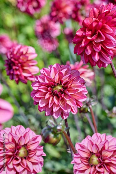 Fototapeta raspberry red dahlia Seniors Hope in the blooming garden