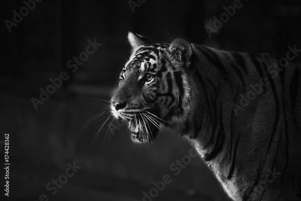 Obraz tiger intimate stare