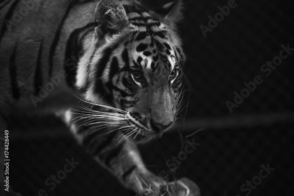 Obraz tiger prowl stare