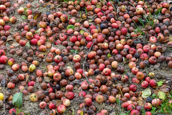 Obraz Marnotrawstwo owoców