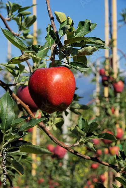 Fototapeta Apfel am Baum - apple on tree 51