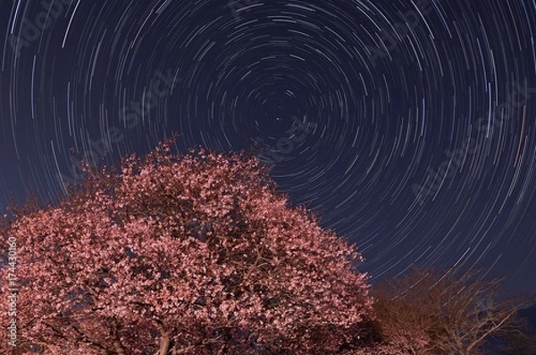 Obraz 河津桜と富士山