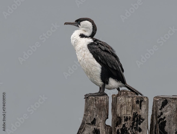 Obraz Australian pied cormorant on a disused wood column at the end of the Tanker Jetty in Esperance, Western Australia, Australia