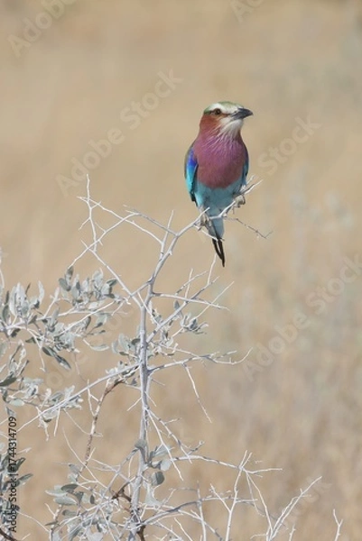 Obraz lilac breasted roller on the branch