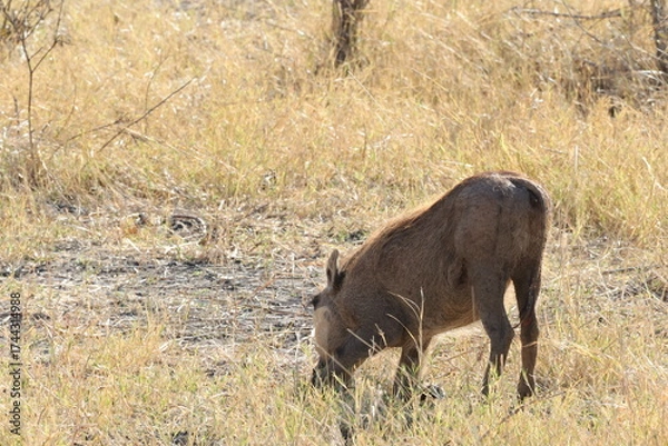 Obraz warthog in the wild grasing