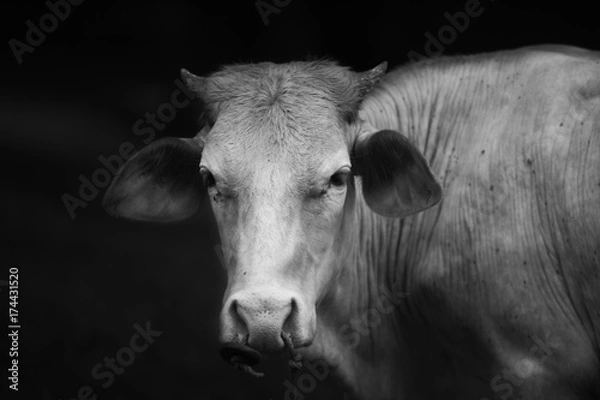 Obraz focused cow