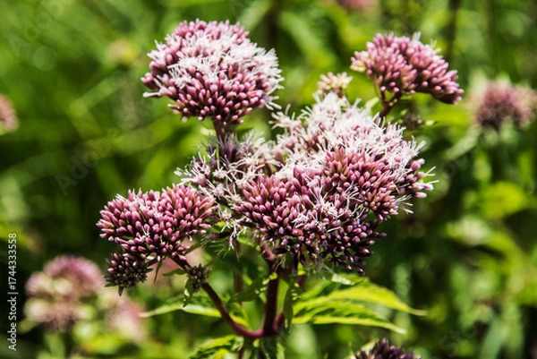 Fototapeta close up of a flowering hemp agrimony in the nature area Kruisbergse bos