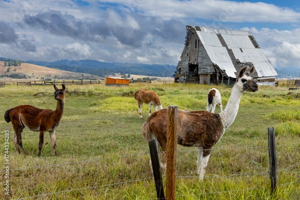 Obraz "Idaho Lamas"