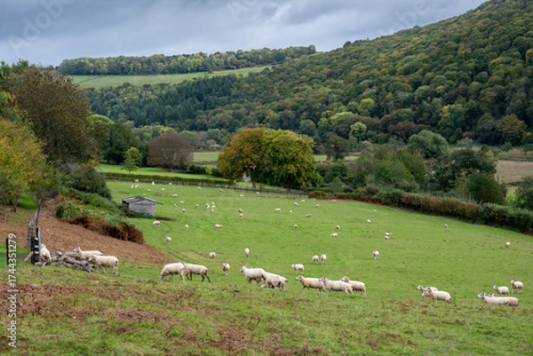 Obraz sheep in the field