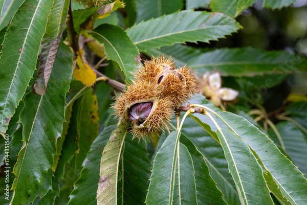Obraz chestnuts on a tree