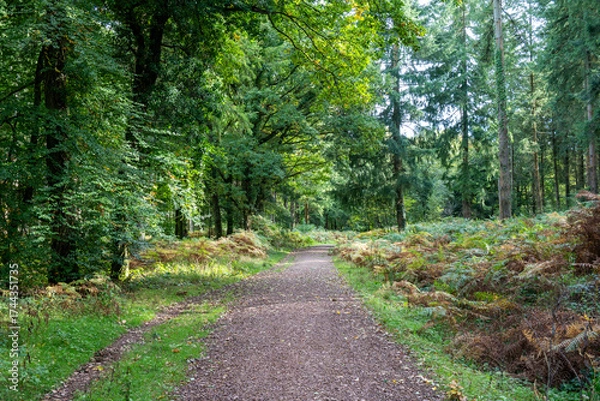 Obraz path in the woods