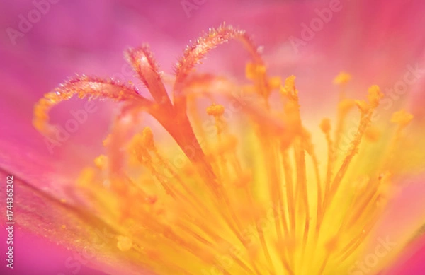 Fototapeta Highly Detailed Macro of Yellow Pollen on Flower with Vibrant Pink Background – Perfect for Scientific, Educational, and Creative Design Projects