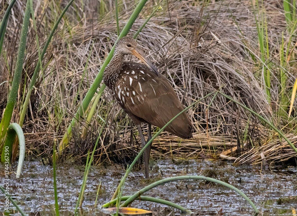 Obraz Bird in Swamp