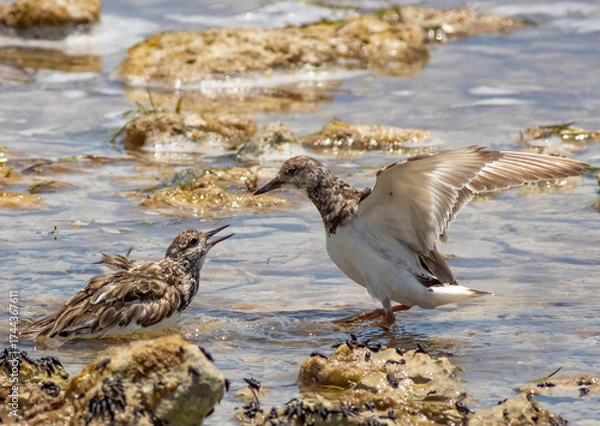 Obraz Sandpiper