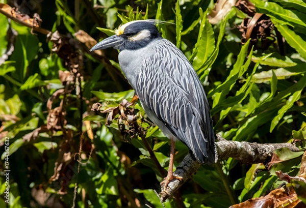 Obraz Heron