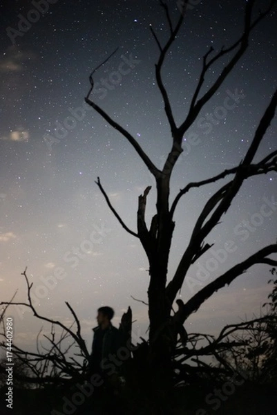 Fototapeta The starry sky against the background of a single tree in a field. Astrophoto