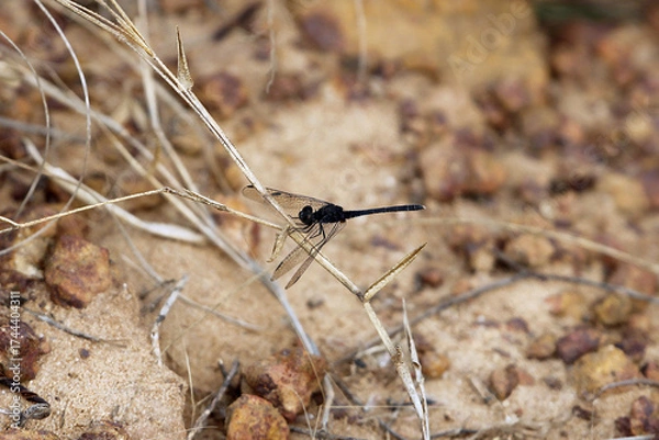 Fototapeta Black ground skimmer, Diplacodes lefebvrii