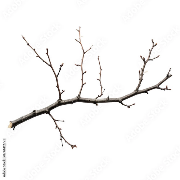 Fototapeta Isolated, textured tree branch with small offshoots, set against a stark, black background
