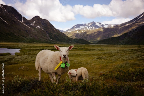 Obraz Sheep in the mountains of Norway