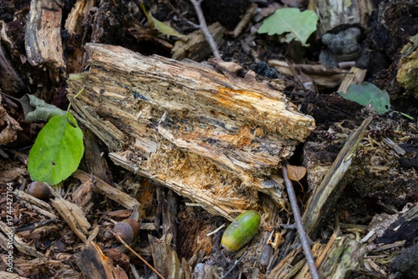 Fototapeta close-up of a decaying piece of wood on the forest floor surrounded by leaves, acorns, and natural debris in autumn light