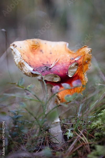 Obraz Rotting mushroom on the forest floor