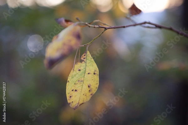 Obraz Yellow leaf in autumn