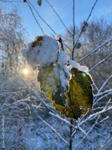 Fototapeta snow covered tree