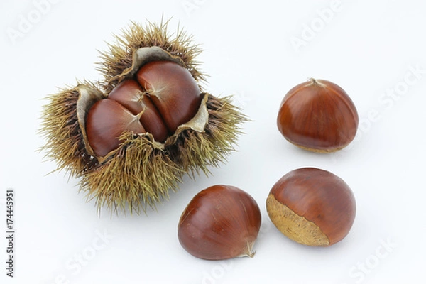 Fototapeta イガグリ