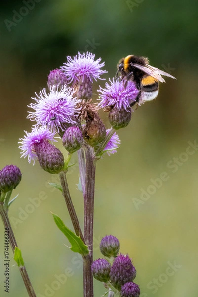 Obraz Bee on a flower