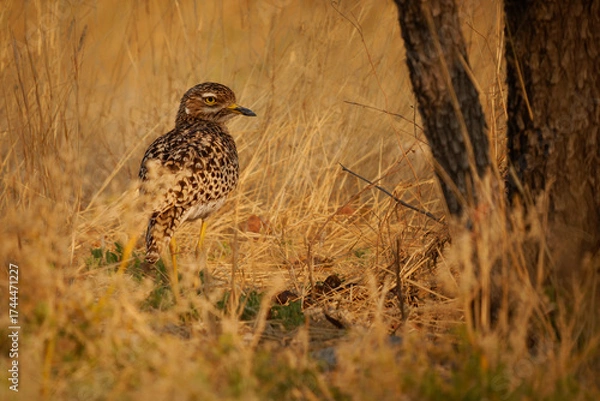Fototapeta Spotted thick-knee Burhinus capensis, also Spotted dikkop or Cape thick-knee, wader in Burhinidae, bird native to tropical regions of central and southern Africa under the bush