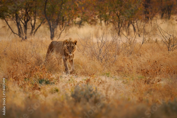 Fototapeta Lion - Panthera leo king of the animals. Lion - the biggest african cat in Etosha National Park in Namibia Africa, walk in desert around the giraffes during sunset, hunting hunter.